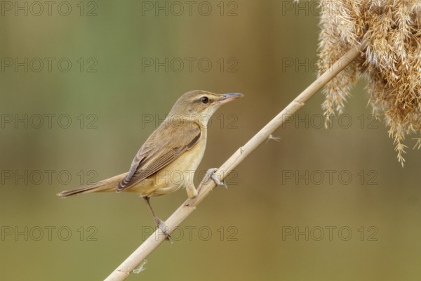 Great Reed Warbler (Acrocephalus arundinaceus), perched on marsh grass, Castile-La Mancha, Spain