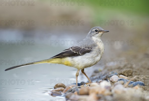 Grey Wagtail (Motacilla cinerea) at a waterhole, Aosta Valley, Italy