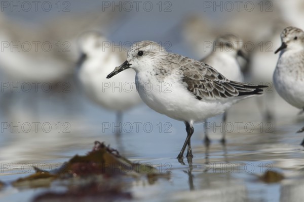 Sanderling (Calidris alba) foraging, Victoria, Australia