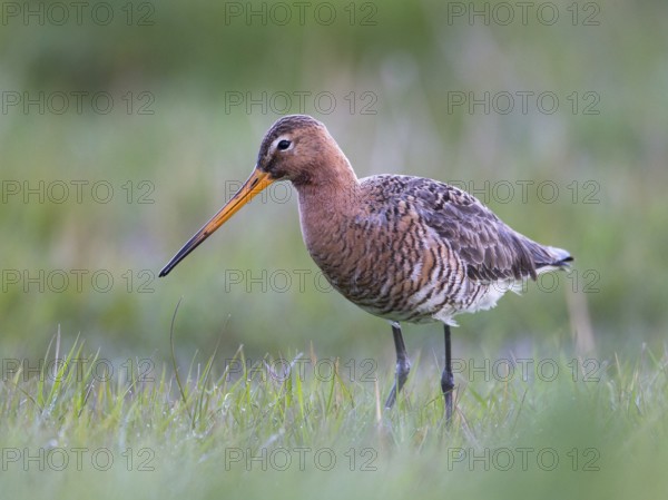 Black-tailed Godwit (Limosa limosa) foraging in marshland, North Holland, Netherlands