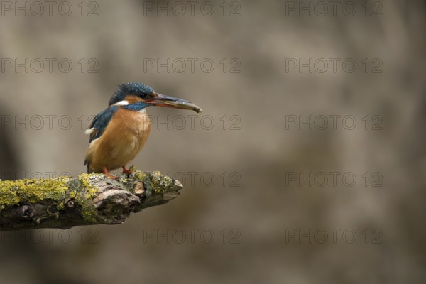 Ijsvogel vrouw met vangst, Kingfisher female with catch
