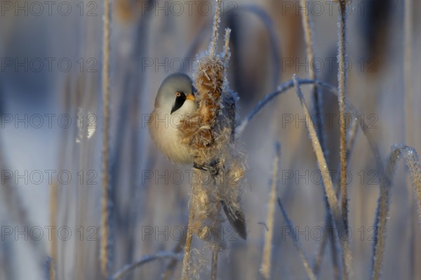 Bearded Reedling (Panurus biarmicus) male feeding on cattail seed, Thuringia, Germany