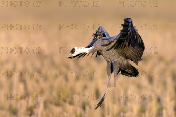 Hooded Crane (Grus monacha) landing, Arasaki, Japan