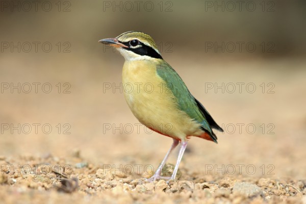 Indian Pitta (Pitta brachyura) perched on the ground, Kerala, India