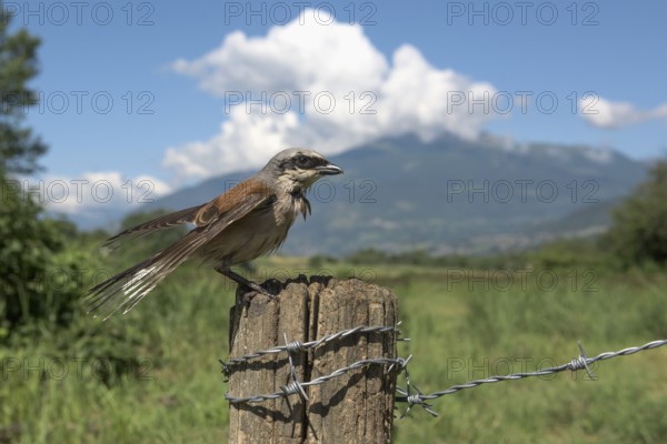 Red-backed Shrike (Lanius collurio) male perched on a post, Aosta Valley, Italy