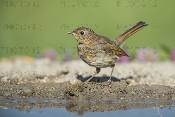 European Robin (Erithacus rubecula) juvenile at a waterhole, Aosta Valley, Italy