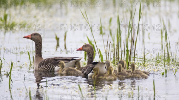 Greylag Goose (Anser anser) pair with chicks, Lower Saxony, Germany