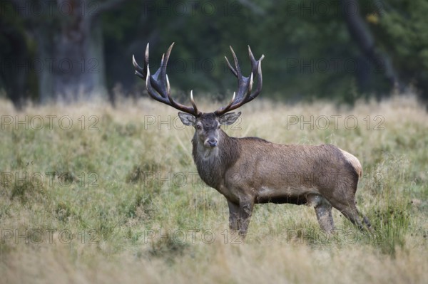 Red Deer (Cervus elaphus) stag standing in meadow, Denmark