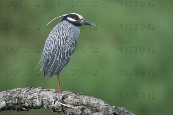 Yellow-crowned Night Heron (Nyctanassa violacea), Texas, USA