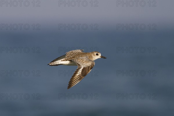 Grey Plover (Pluvialis squatarola) flying, Oman
