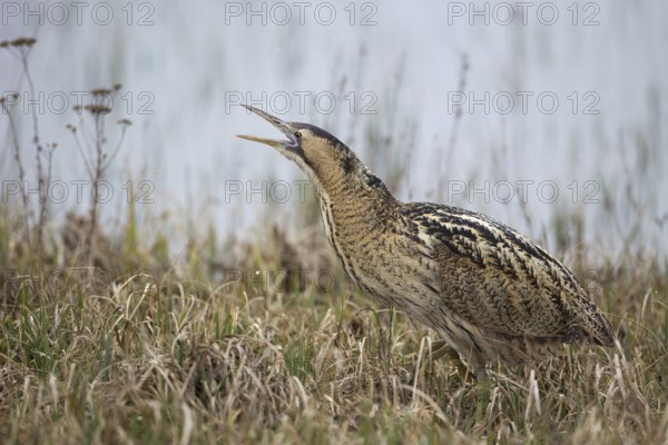 Eurasian Bittern (Botaurus stellaris) calling, Burgenland, Austria