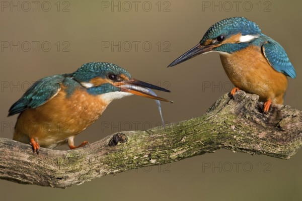 Common Kingfisher (Alcedo atthis) pair displaying, Saxony-Anhalt, Germany
