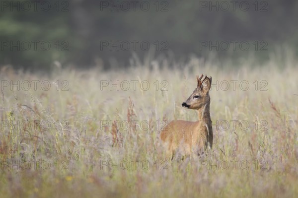 European roe deer (Capreolus capreolus), roebuck, North Rhine-Westphalia, Germany
