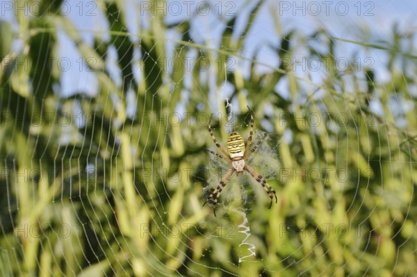 Wasp spider (Argiope bruennichi), female in a web at the edge of a maize field, North Rhine-Westphalia, Germany
