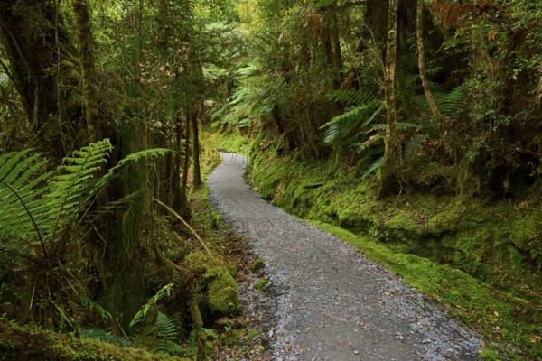 A narrow path winds through a green, moss-covered forest, summer, Lake Matheson, Fox Glacier, South Island, New Zealand