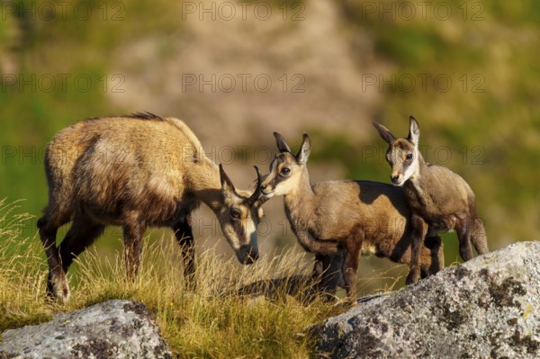 Chamois with two fawns and their mother in an open, grassy landscape, chamois, chamois, (Rupicapra rupicaprae), fawn, wildlife, Vosges, France