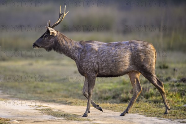 Sambar or horse deer (Cervus unicolor), Corbett National Park, near Ramnagar, Uttarakhand State, India