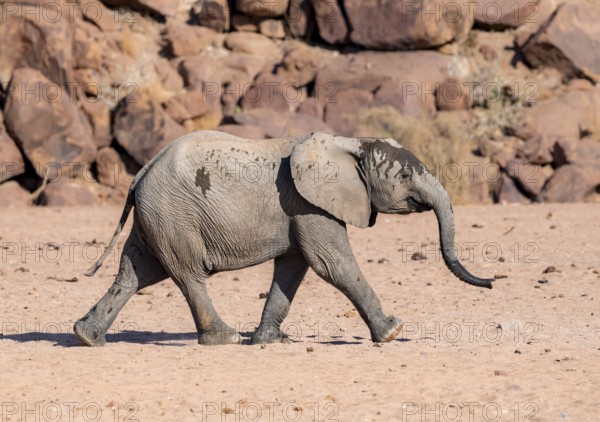 Juvenile African elephant (Loxodonta africana), desert elephant, near the Ugab River, Damaraland, Kunene region, Namibia