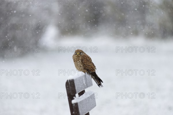 Kestrel (Falco tinnunculus), female using a park bench as a lookout during heavy snowfall, North Sea, Norddeich, Lower Saxony, Germany