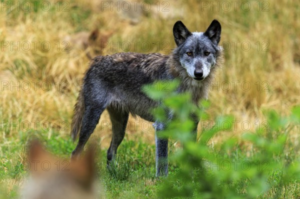 A black wolf stands at attention in an open meadow, Timberwolf, wolf, American wolf, (Canis lupus lycaon), Germany