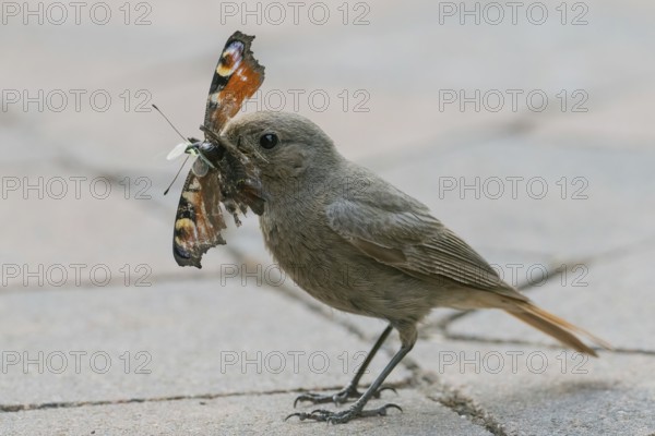 A common redstart (Phoenicurus ochruros), female, holding a butterfly, peacock butterfly (Inachis io, Nymphalis io), in her beak on a road, Hesse, Germany
