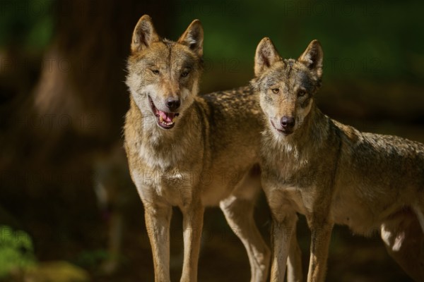 Two wolves standing close to each other, surrounded by forest light, Wolf (Canis Lupus), Germany