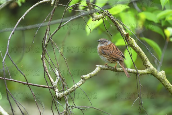 A dunnock (Prunella modularis) sitting on a branch, animal photo, bird, bird species, nature photo, wildlife, fauna, Steinhuder Meer, Mardorf, Neustadt am Rübenberge, Hanover Region, Lower Saxony, Germany