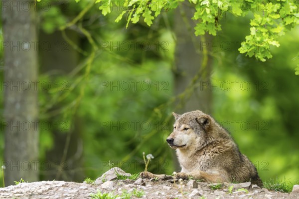 Eastern wolf (Canis lupus lycaon) lying on a little hill, Bavaria, Germany