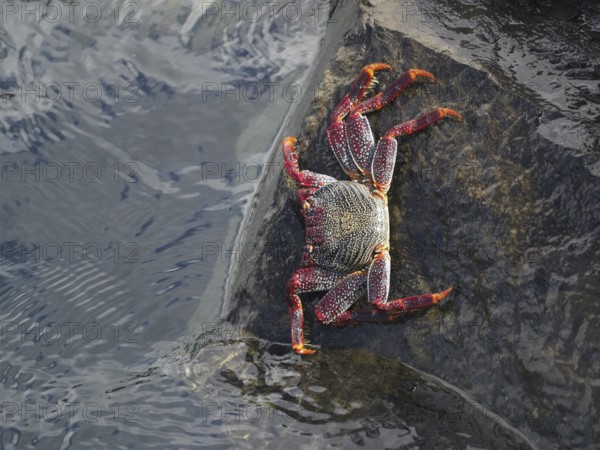 Crab with red legs and claws, red rock crab (Grapsus adscensionis), climbing up a rock in the water. Puerto de Santiago, Tenerife, Canary Islands, Spain