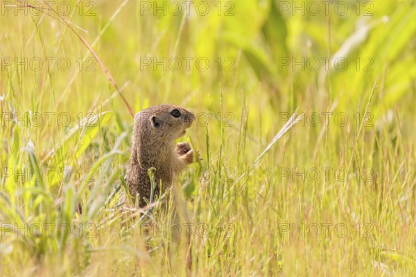 A young European ground squirrel (Spermophilus citellus) or European souslik stands in a meadow with tall green vegetation on a sunny day and eats from it
