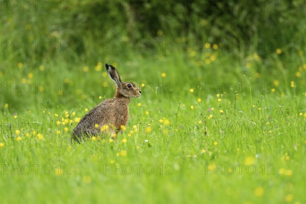 European hare (Lepus europaeus), Vulkaneifel, Rhineland-Palatinate, Germany