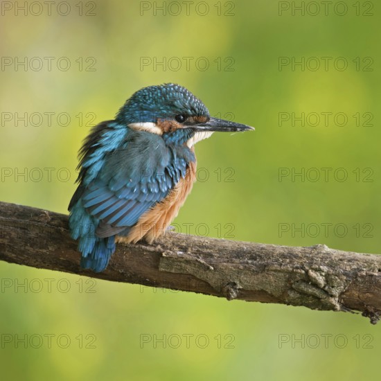 In early summer... Kingfisher (Alcedo atthis), freshly fledged young bird, still shy, waiting, must now become independent, native nature, Lower Rhine, Rhineland, North Rhine-Westphalia, Germany, Western Europe