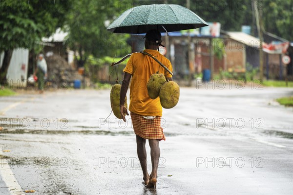 A person walks as he carries jackfruits during a heavy rain in Golapara, India on 31 May 2025