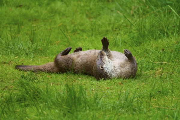 European otter (Lutra lutra), lying relaxed on its back in the green grass and enjoying the surroundings, Germany