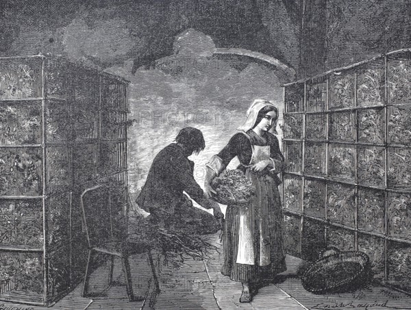 Textile industry, worker in a caterpillar factory, breeding silkworms, silkworm or mulberry moth, Bombyx mori, around 1880, digitally enhanced reproduction of a 19th century model, historical, exact date unknown