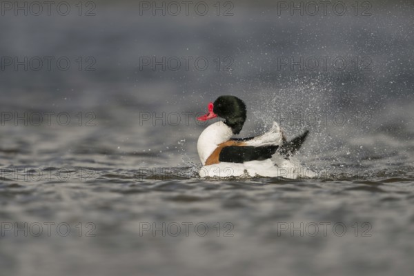 Bathing fun... Shelduck (Tadorna tadorna), colourful male duck, drake bathes, splashes water on the plumage with flapping wings, used for plumage care, cleans itself, looks funny, reminds a little of cartoon characters, native nature, North Holland, Netherlands, Western Europe