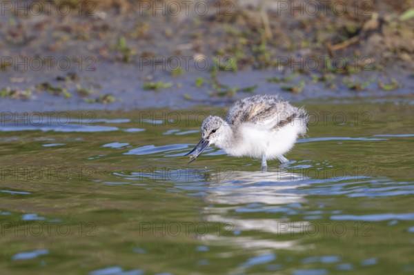 Avocet (Recurvirostra avosetta), chick has caught a crab in the water, Texel, province of North Holland, Netherlands