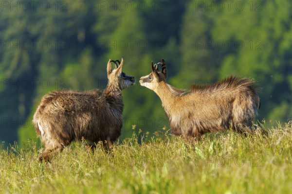 Two chamois standing facing each other in a meadow surrounded by forest, marsh harrier (Circus aeruginosus), wildlife, Germany