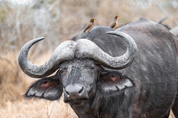 Cape buffalo (Syncerus caffer caffer) with yellowbill oxpecker (Buphagus africanus), animal portrait, Kruger National Park, South Africa