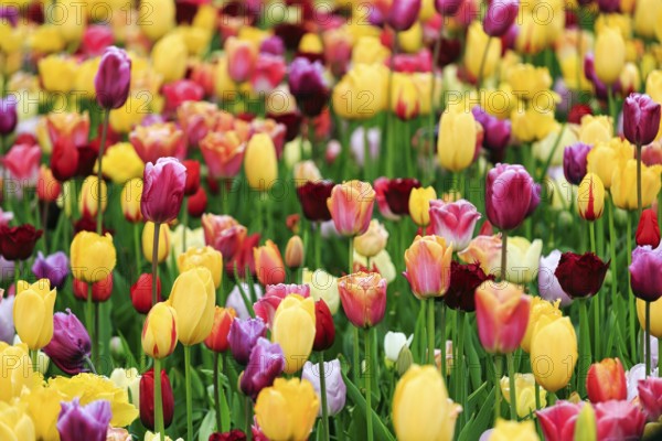 Different coloured tulips (Tulipa), colourful tulip bed, Keukenhof gardens, Lisse, Bollenstreek, South Holland, Netherlands