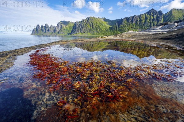 Plants in a tidal pool with reflection, rocky coast of Tungeneset, Devil's Teeth, Okshornan, Ersfjorden, Senja Island, Troms, Norway