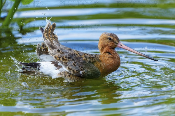 Lapwing splashing in the water, spreading its wings while bathing, lively moment, black-tailed godwit (Limosa limosa), France