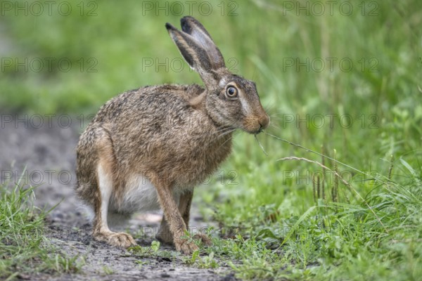 European hare (Lepus europaeus), Emsland, Lower Saxony, Germany