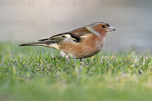 Chaffinch (Fringilla coelebs), male standing in meadow, Flachsee nature reserve, Freiamt, Canton Aargau, Switzerland