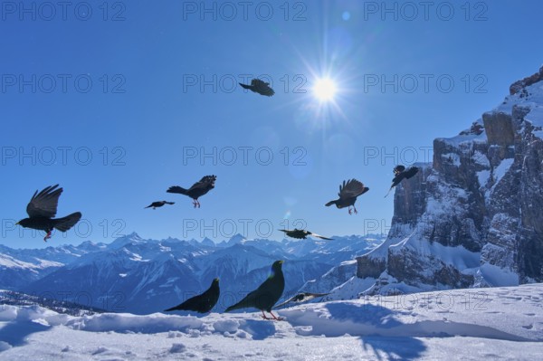 Alpine choughs (Pyrrhocorax graculus), birds flying over a snowy mountain landscape under a bright blue sky and bright sun, Gemmi Pass, Leukerbad, Leuk, Valais, Switzerland