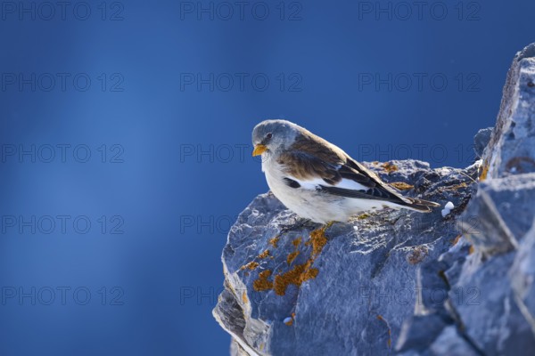 Snowfinch (Montifringilla nivalis), a bird on a rock under a clear blue sky, Gemmi Pass, Leukerbad, Leuk, Valais, Switzerland