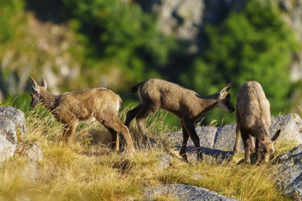 Three young chamois standing in a row on a grassy meadow between rocks, chamois, chamois, (Rupicapra rupicaprae), fawn, wildlife, Vosges, France
