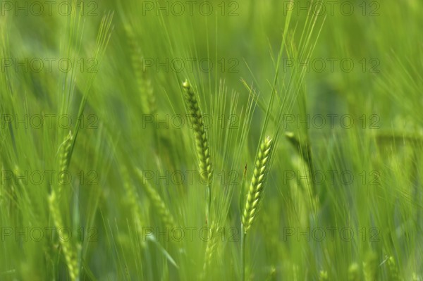 Grain field with unripe ears of barley (Hordeum vulgare), delicate structure, texture, background image, Aschheim, Upper Bavaria, Bavaria, Germany