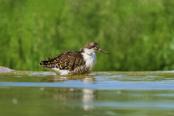 Bird in water with reflection in natural environment, Ruff (Calidris pugnax), spring, France
