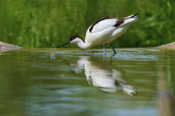 An avocet drinking water, the reflection visible in the green natural background, Avocet (Recurvirostra avosetta), spring, France
